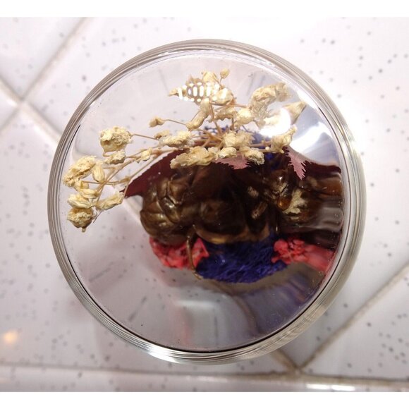 Two Cicada Skins Nut Shell & Dried Flowers Oddity Jar witchy goth taxidermy - Picture 13 of 13